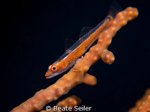 Little gobi by Beate Seiler 